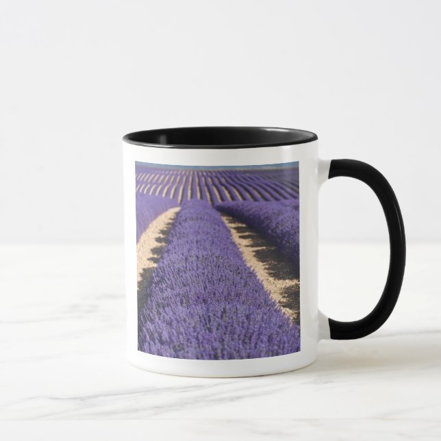 Caneca França, Provença. Fileiras de lavanda em flor. 3 (Direita)