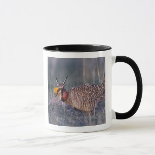 Caneca Frango-da-pradaria-pequeno, Tympanuchus