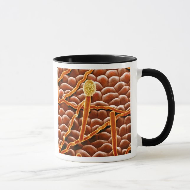 Caneca Fungo do oídio pulverulento na poinsétia (Direita)