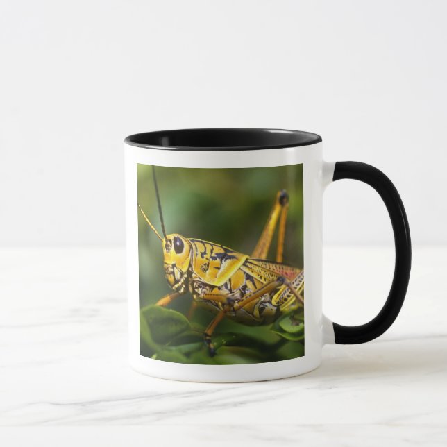 Caneca Gafanhoto, Parque Nacional Everglades, Flórida, (Direita)