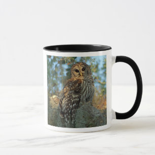 Caneca Galeria Barred Owl em alguns Moss espanhóis