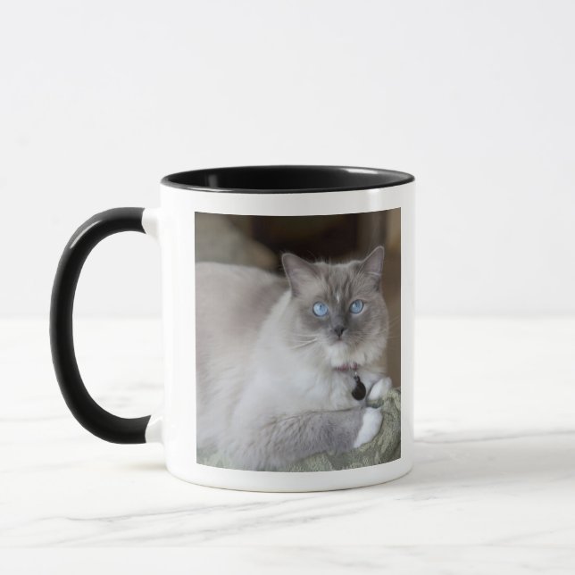 Caneca Gata Ragdoll fêmea (Esquerda)