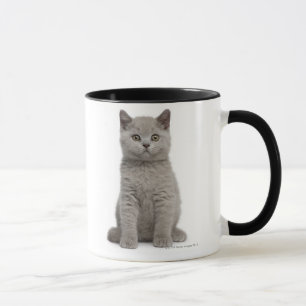 Caneca Gatinho britânico de Shorthair (10 semanas velho)