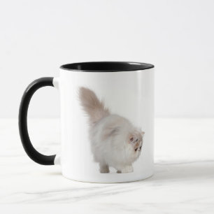 Caneca Gatinho persa (3 meses velho)