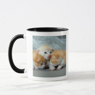 Caneca Gatinhos alaranjados da pele