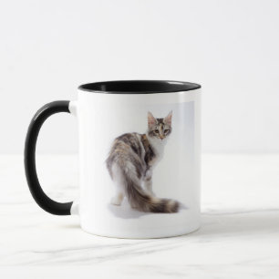 Caneca Gato de racum de Maine