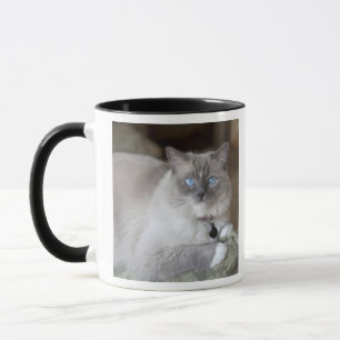 Caneca Gato de Ragdoll feminino