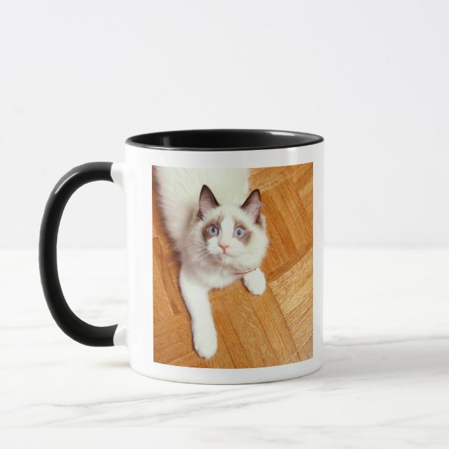Caneca Gato de Ragdoll no assoalho, vista elevado (Esquerda)