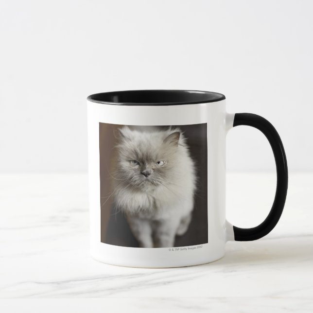 Caneca Gato Himalaia do ponto azul que olha irritado (Direita)