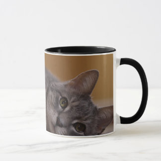 Caneca Gato na pose bonito que encontra-se no assoalho