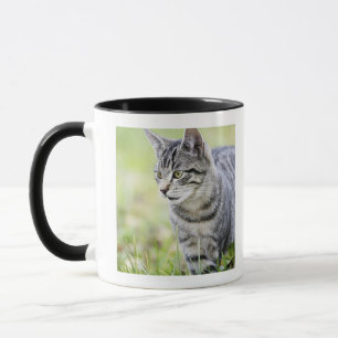 Caneca Gato novo na natureza