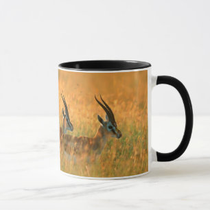 Caneca Gazela de Thomson (Gazella Thomsonii) ao Amanhecer