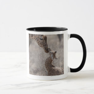 Caneca Girafa, Kenya, África