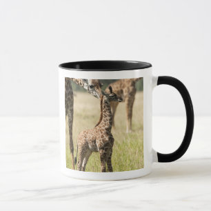 Caneca girafas Masai, Giraffa camelopardalis 2