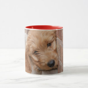 Caneca Goldendoodododle Puppy Pupeking
