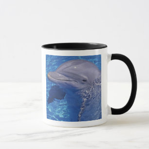 Caneca Golfinho Estrangulado, Tursiops Truncatus