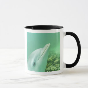 Caneca Golfinho-nariz-de-garrafa Tursiops truncatus
