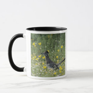 Caneca Grande Roadrunner, Geococcyx californianus,