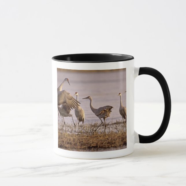 Caneca Grous-de-sandhill Grus canadensis) Platte (Direita)