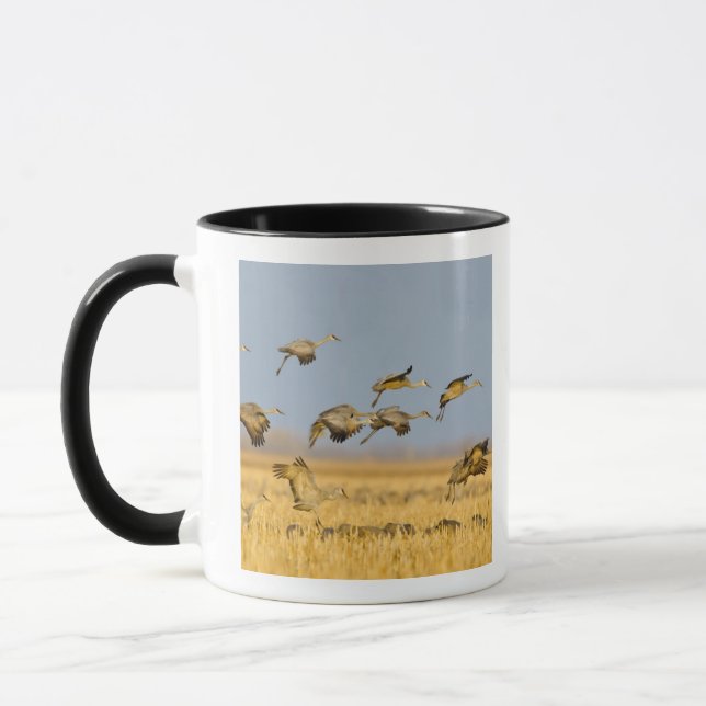 Caneca Grouselas pousam em campos de milho (Esquerda)