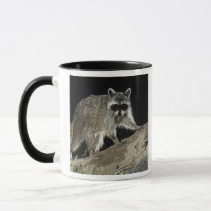 Caneca Guaxinim-comum, Procyon lotor
