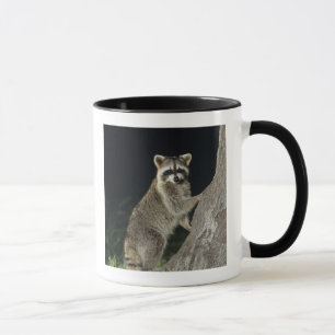 Caneca Guaxinim-norte-americano, Procyon lotor, adulto em