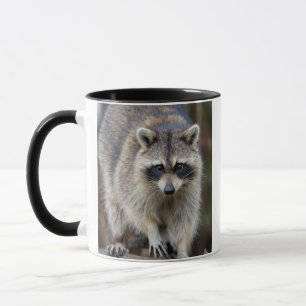 Caneca Guaxinim, Procyon lotor, Flórida, EUA 2