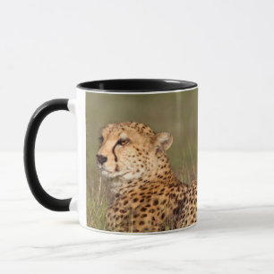 Caneca Guepardo Deitado Na Grama, Conservação Do Ngorongo