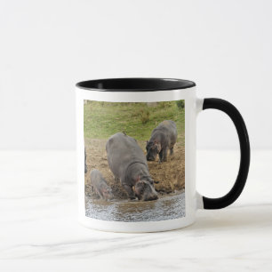 Caneca Hipopótamo, Hippopotamus amphibius, Serengeti