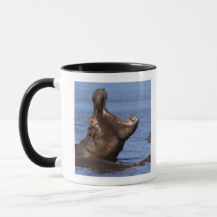 Caneca Hippopotamus (amphibius do Hippopotamus) no