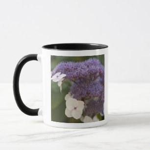 Caneca Hortênsia em flor, Jardim Chinês Dr. Sun Yat-Sen