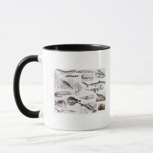 Caneca Ictiologias Elasmobranch, Ganoid