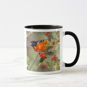 Caneca Ilha de South Padre, Texas, EUA, Baltimore Oriole