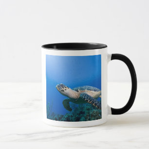 Caneca Ilhas Cayman, Little Cayman Island, Subaquático 2