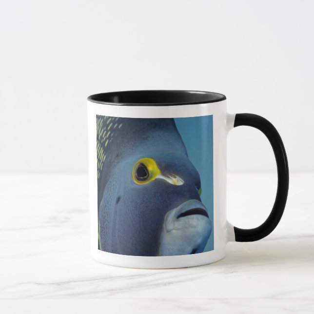 Caneca Ilhas Cayman, Peixe-anjo-francês Pomacanthus (Direita)