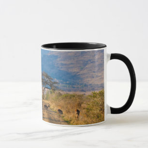 Caneca Impala (Aepyceros Melampus), Hluhluwe-Umfolozi