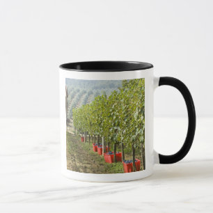Caneca Itália, Toscana, Montalcino. Caixas de colheita
