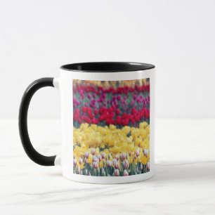 Caneca jardim de tulipas no vale de Skagit,