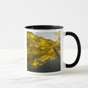 Caneca Lado sul da Ilha Ewing, Ilhas San Juan,