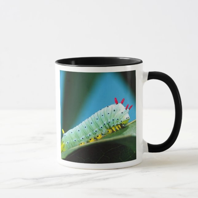 Caneca Lagarta da Mariposa Prometeu, Callosamia (Direita)