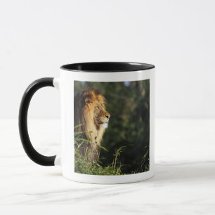 Caneca Leão africano masculino no jardim zoológico em