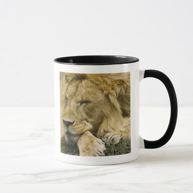 Caneca Leão Africano, Panthera leo, adormecido (Direita)