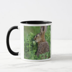 Caneca Lebre-marrom, Lepus europaeus, jovem comendo,