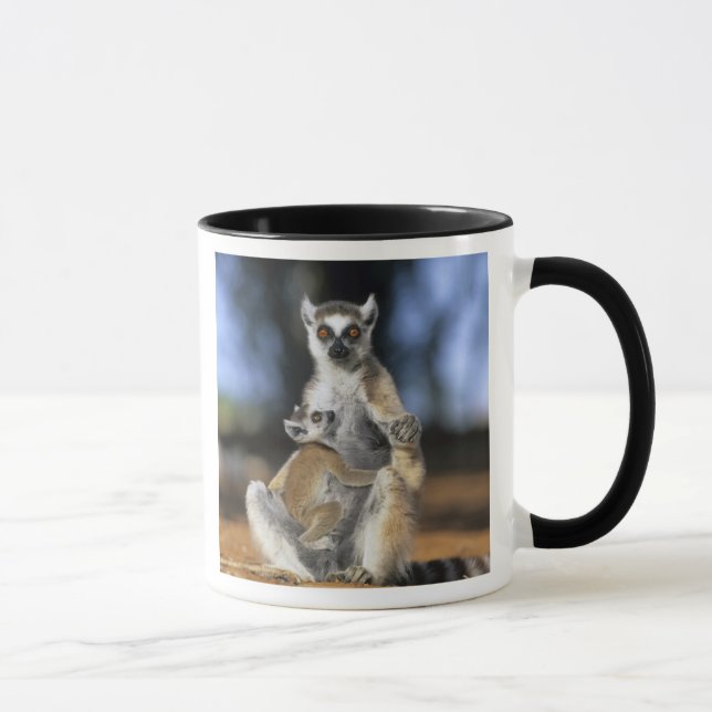 Caneca Lêmure-de-cauda-anelada, (Lemur catta), Mãe e (Direita)