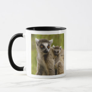Caneca Lêmures-de-cauda-anelada (Lemur catta) Mãe e filho