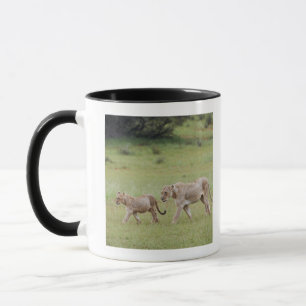 Caneca leoa de passeio com filhotes, leão, Panthera leo,