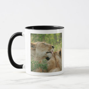 Caneca Leões, Panthera leo que prepara, África do Sul