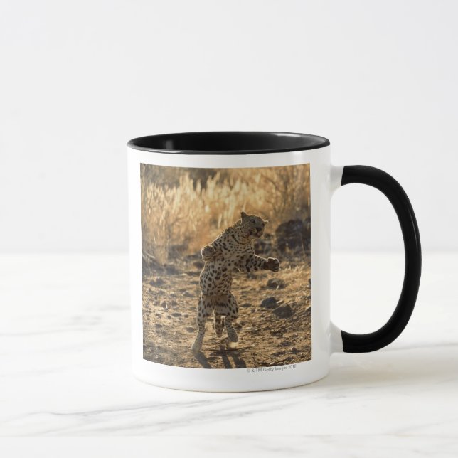 Caneca Leopardo africano nos pés traseiros, Namíbia, (Direita)