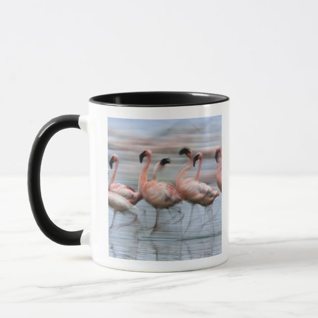 Caneca Lesser Flamingos em movimento, Phoenicopterus (Esquerda)