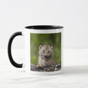 Caneca Lince do bebê (lince Canadensis) que olha sobre A